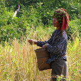 Banlung - picking rice